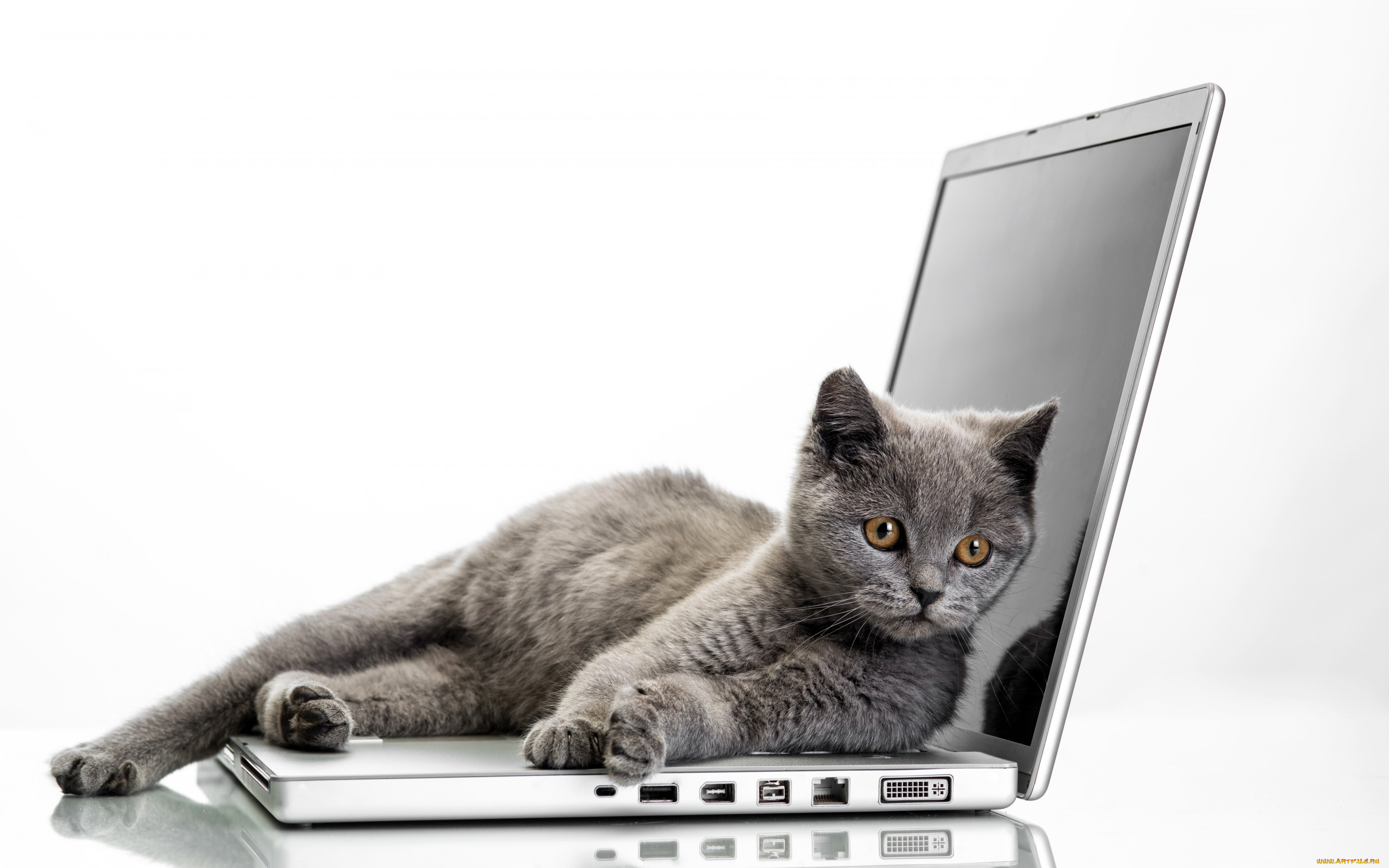 , , laptops, , cats, , glance